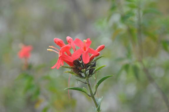 Época de flores no cerrado da Chapada dos Veadeiros, região de Cavalcante - GO